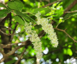 กระเบา วงศ์กระเบา FLACOURTIACEAE วงศ์ของพืช