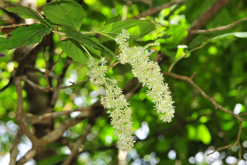 ลักษณะวงศ์กระเบา FLACOURTIACEAE ขานาง