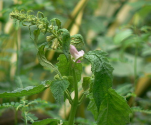 PEDALIACEAE วงศ์งา เป็นไม้ล้มลุก มีต่อมเมือก