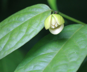 ANNONACEAE วงศ์กระดังงา พืชวงศ์กระดังงา