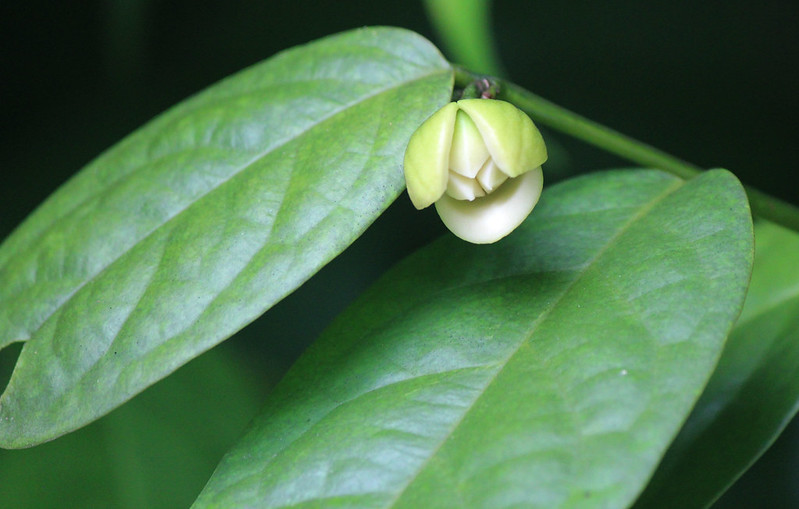 วงศ์ของพืชกระดังงา ANNONACEAE จำปูน