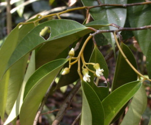 วงศ์ของพืช ชุมแสง XANTHOPHYLLACEAE พืชวงศ์นี้มีเพียงสกุลเดียว