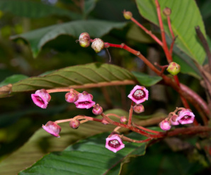 วงศ์ช้าส้าน ACTINIDIACEAE ยอดอ่อนมักมีขนและเกล็ดคล้ายรังแค