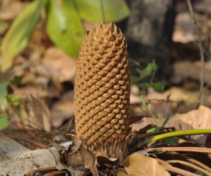 ลักษณะต้นปรง ปรงป่า ชื่อวิทยาศาสตร์ Cycas siamensis Miq