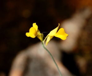 สร้อยสุวรรณา ดอกสีเหลือง เป็นพืชกินแมลง