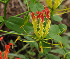 พืชในสกุลดองดึง วงศ์ดองดึง COLCHICACEAE