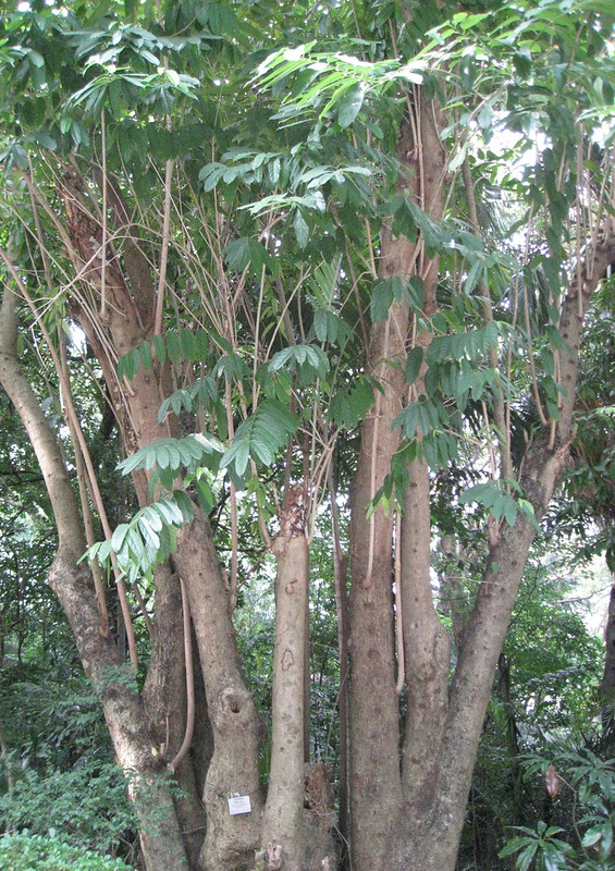 วงศ์กระเบา FLACOURTIACEAE ต้นกระเบา