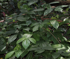 วงศ์ของพืช DIOSCOREACEAE วงศ์กลอย มีเหง้าหรือหัวใต้ดิน
