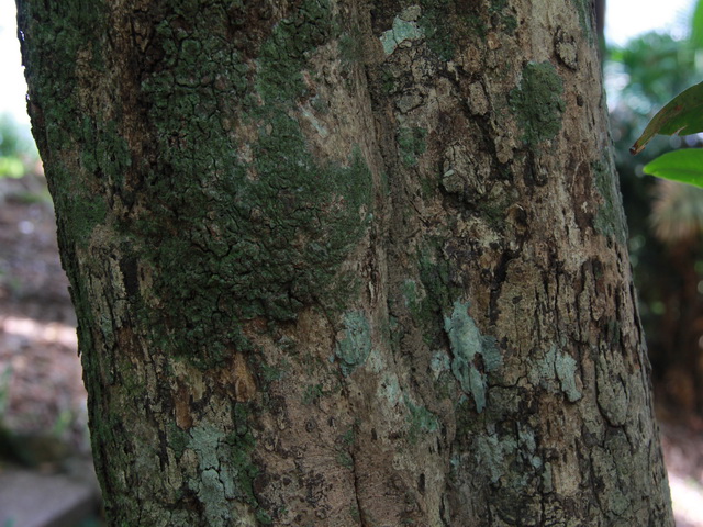 ต้นอาศัย ชื่อวิทยาศาสตร์ IXONANTHACEAE ต้นอาศัย