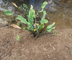 วงศ์บอนจีน LIMNOCHARITACEAE ไม้น้ำ ลำต้นตรงไม่แตกกิ่ง