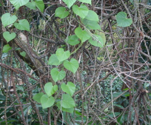 ชื่อวงศ์บอระเพ็ด MENISPERMACEAE วงศ์ของพืช