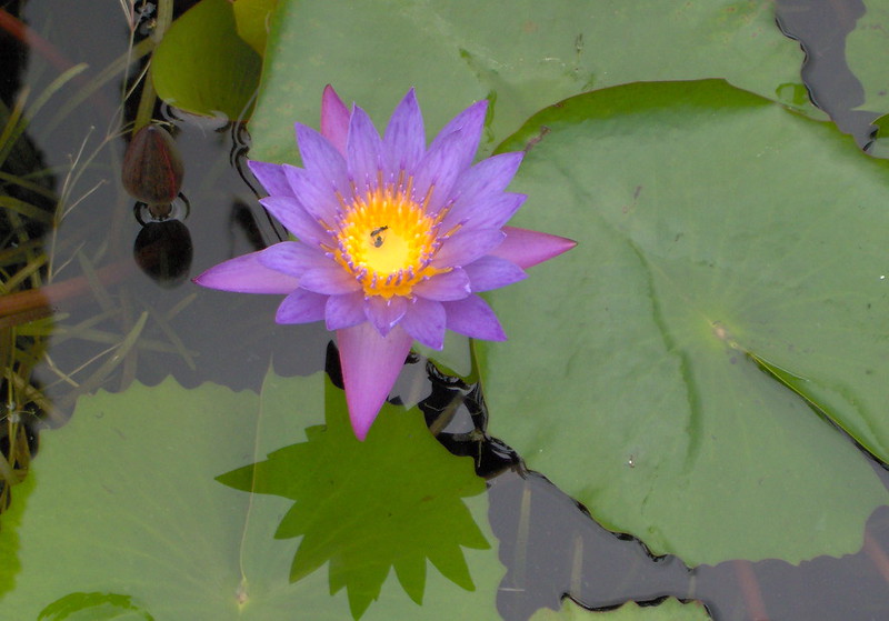 วงศ์บัว NYMPHAEACEAE บัวเผื่อน