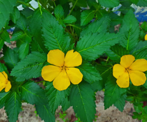 ลักษณะวงศ์ วงศ์บานเช้า TURNERACEAE พืชสกุลนี้ปลูกเป็นไม้ประดับ