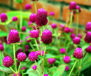 วงศ์บานไม่รู้โรย AMARANTHACEAE ลักษณะวงศ์ สกุลของบานไม่รู้โรย