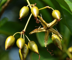 ต้นอาศัย ชื่อวิทยาศาสตร์ IXONANTHACEAE เป็นพืชหายาก ขึ้นในป่าดิบชื้นตามเนินเขา