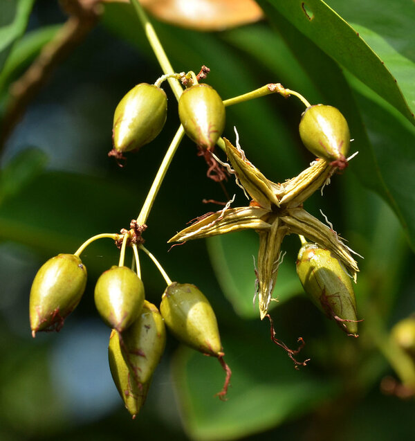 วงศ์ IXONANTHACEAE ผลอาศัย