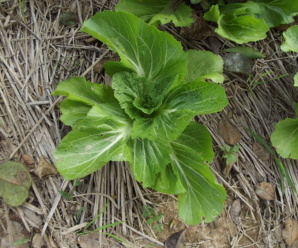CRUCIFERAE วงศ์ผักกาดและสกุลของผักกาด