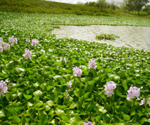 วงศ์ผักตบ วงศ์ของพืชผักตบ PONTEDERIACEAE