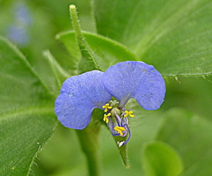 พืชวงศ์ผักปลาบ COMMELINACEAE เป็นพืชเลื้อยทอดไปตามพื้นดิน