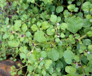 AIZOACEAE วงศ์ผักเบี้ยทะเล ไม้ล้มลุกลำต้นและใบอวบน้ำ