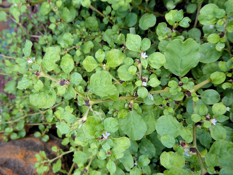 วงศ์ผักเบี้ยทะเล AIZOACEAE ผักเบี้ยหิน