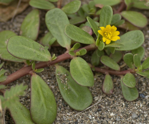 ลักษณะวงศ์ วงศ์ผักเบี้ยและสกุลผักเบี้ย PORTULACACEAE