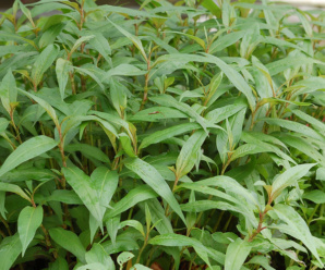 POLYGONACEAE วงศ์ผักไผ่ ไม้ล้มลุก ลำต้นมีข้อบวมพอง