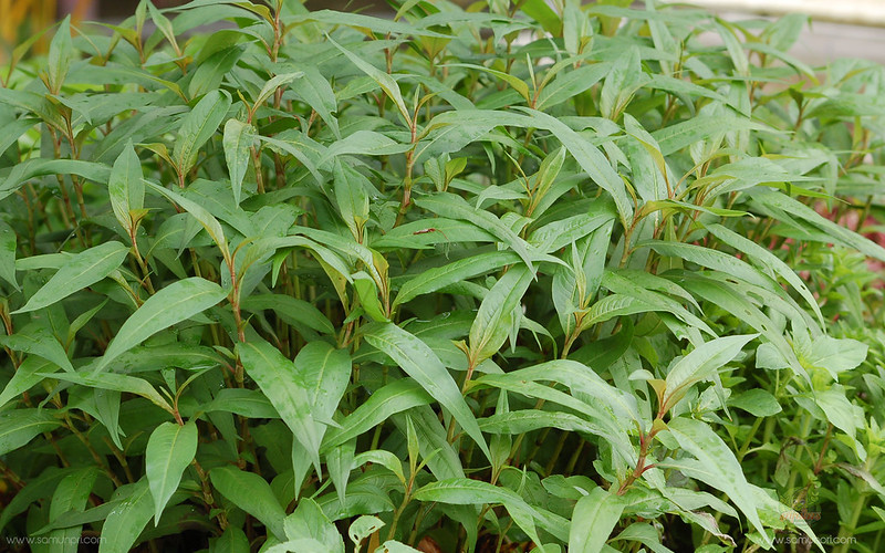 วงศ์ผักไผ่ POLYGONACEAE ผักไผ่