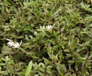 วงศ์พระจันทร์ครึ่งซีกและสกุลพระจันทร์ครึ่งซีก CAMPANULACEAE