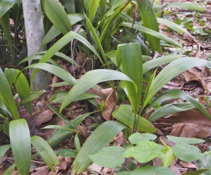 ลักษณะวงศ์ HYPOXIDACEAE วงศ์หญ้าดอกคำ