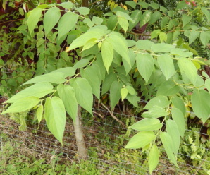 วงศ์พังแหร ULMACEAE พืชสกุลพังแหร