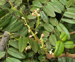 CONNARACEAE ถอบแถบ วงศ์ถอบแถบและสกุลถอบแถบ