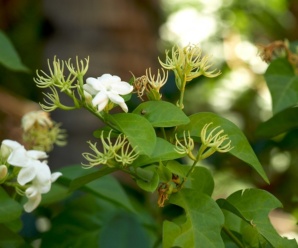 วงศ์และสกุลของมะลิ OLEACEAE