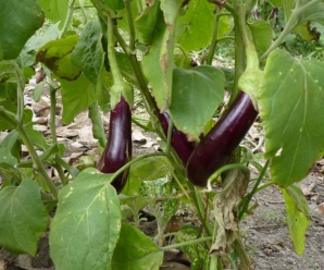 วงศ์พืช วงศ์มะเขือ SOLANACEAE และสกุลมะเขือ