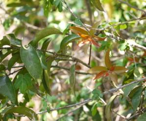 ชื่อวงศ์ย่านตีเมีย SANTALACEAE และพืชในสกุลย่านตีเมีย