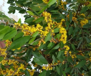 วงศ์ของพืช TILIACEAE วงศ์ทองสุกและพืชสกุล