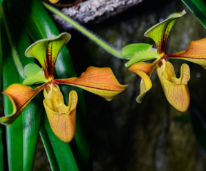 วงศ์ของพืช ORCHIDACEAE วงศ์กล้วยไม้ สกุลของกล้วยไม้