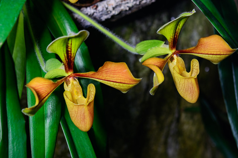 วงศ์กล้วยไม้ ORCHIDACEAE รองเท้านารี