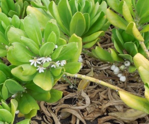 GOODENIACEAE วงศ์รักทะเล ไม้พุ่ม ขึ้นตามชายทะเล