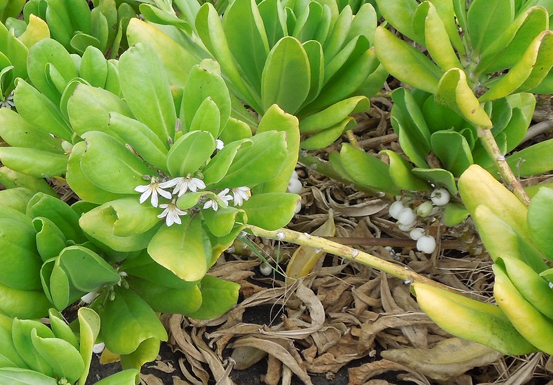 วงศ์รักทะเล GOODENIACEAE รักทะเล