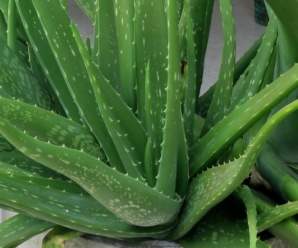 ว่านหางจระเข้ วงศ์ของพืช ASPHODELACEAE ชื่อวงศ์