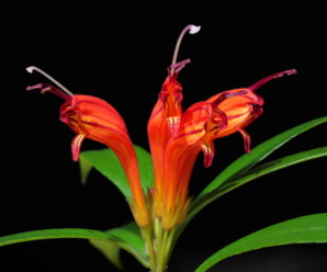 พืชวงศ์ว่านไก่แดง GESNERIACEAE ลักษณะวงศ์ว่านไก่แดง