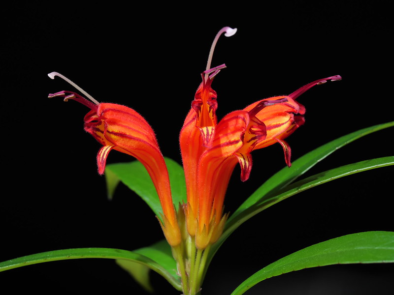 วงศ์ว่านไก่แดง GESNERIACEAE ว่านไก่แดง