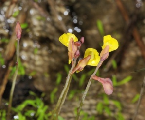 พืชวงศ์สร้อยสุวรรณา LENTIBULARIACEAE พืชกินแมลง