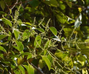 วงศ์ของพืช BEGONIACEAE วงศ์ดาดตะกั่ว ไม้เลื้อยพาดพิงต้นไม้อื่น
