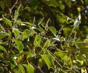 วงศ์ดาดตะกั่ว BEGONIACEAE ไม้เลื้อยพาดพิงต้นไม้อื่น