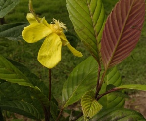 ลักษณะวงศ์ DILLENIACEAE และสกุลของส้าน
