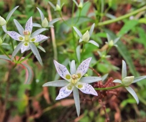 วงศ์ดอกหรีดเขา GENTIANACEAE ไม้ล้มลุกอายุปีเดียวหรือปลายปี