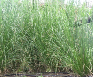 วงศ์หญ้า GRAMINEAE (POACEAE) ลำต้นมีข้อและปล้องชัดเจน