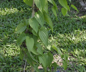 STEMONACEAE วงศ์หนอนตายหยาก พืชที่มีรากแก้วสะสมอาหาร